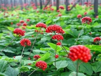 楚雄人参种植基地供应5吨图6