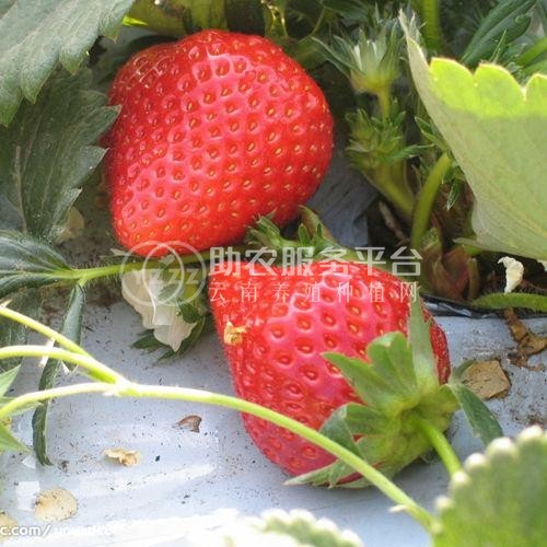 曲靖陆良召夸镇草莓种植基地 供应量8吨图9