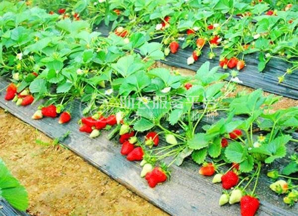 曲靖陆良召夸镇草莓种植基地 供应量8吨图7
