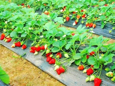 曲靖陆良召夸镇草莓种植基地 供应量8吨图7