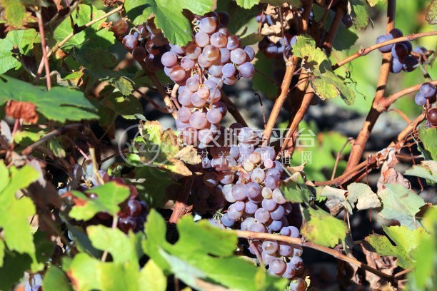 曲靖陆良红提种植基地   供应量9吨图5