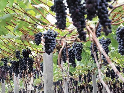 曲靖陆良县召夸王丽葡萄种植基地  供应量10吨图2