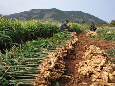 临沧生姜种植基地供应量8吨图5