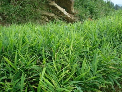 临沧生姜种植基地供应量8吨图3