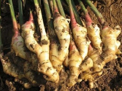 临沧生姜种植基地供应量8吨