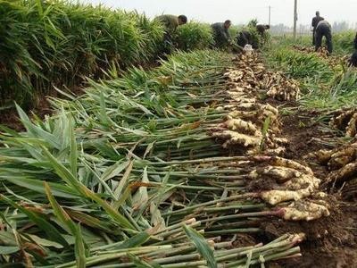 曲靖陆良召夸达茂生姜种植中心 供应量5吨