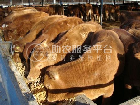 丽江莱德黄牛养殖基地供应量2000头图4