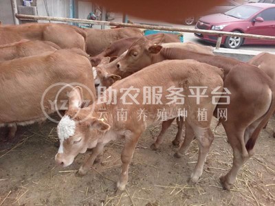 丽江莱德黄牛养殖基地供应量2000头图5