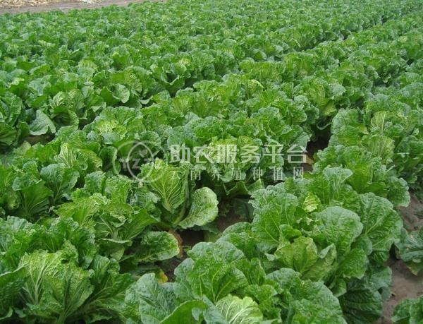 曲靖陆良召夸红颖种植白菜中心 供应量7吨图1