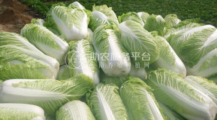 曲靖陆良召夸红颖种植白菜中心 供应量7吨图3