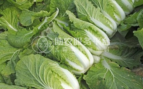 曲靖陆良召夸红颖种植白菜中心 供应量7吨图5