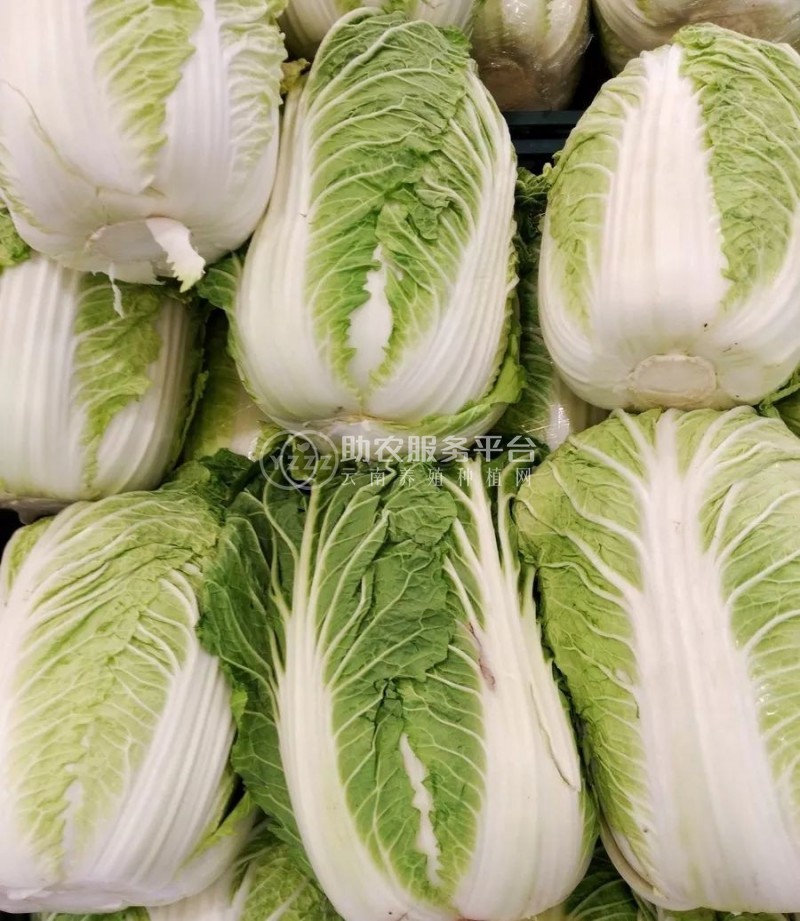 曲靖陆良召夸红颖种植白菜中心 供应量7吨图8