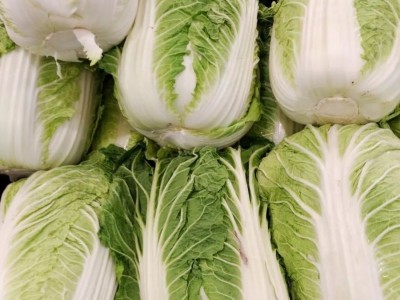 曲靖陆良召夸红颖种植白菜中心 供应量7吨图8
