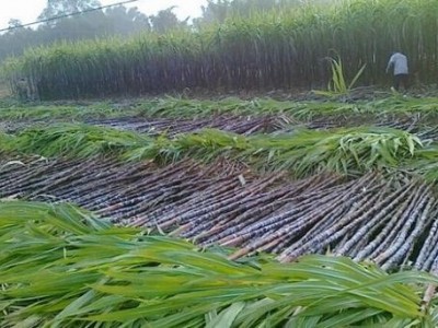临沧甘蔗种植基地供应量9吨图2