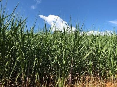 临沧甘蔗种植基地供应量9吨图6