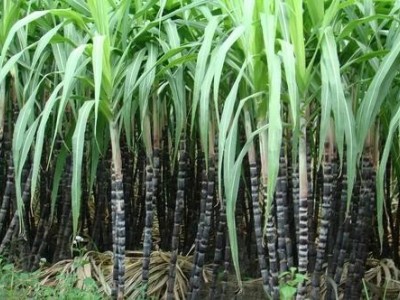 临沧甘蔗种植基地供应量9吨图7