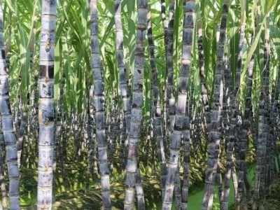 临沧甘蔗种植基地供应量9吨图9