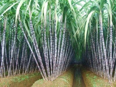 临沧甘蔗种植基地供应量9吨图4