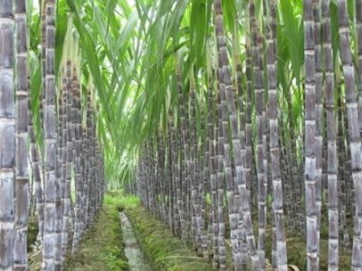 临沧甘蔗种植基地供应量9吨图8