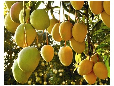 丽江佳辰芒果种植基地供应5吨图5