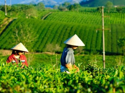临沧茶叶种植基地供应量9吨图3