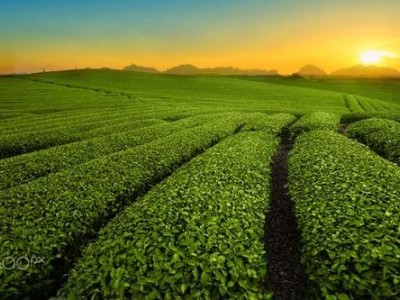 临沧茶叶种植基地供应量9吨图7