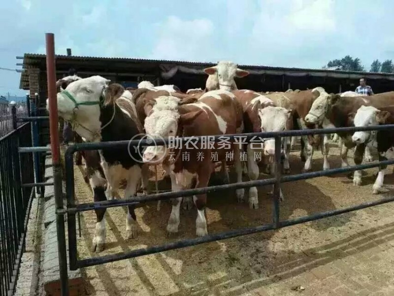 丽江嘿噜噜黄牛养殖基地供应量1500头图2