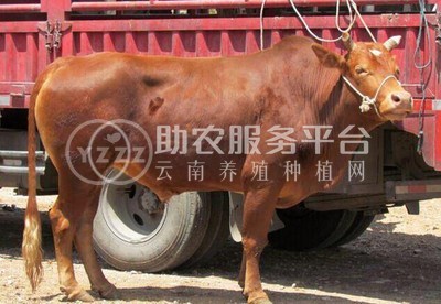丽江嘿噜噜黄牛养殖基地供应量1500头图7