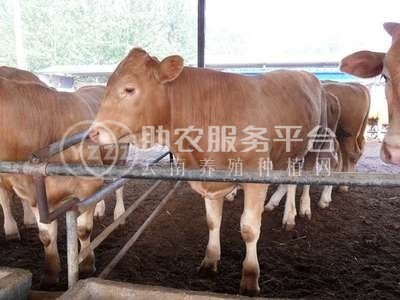 丽江嘿噜噜黄牛养殖基地供应量1500头图9