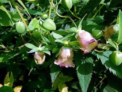 楚雄党参种植基地供应5吨