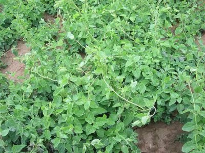 楚雄党参种植基地供应5吨图3