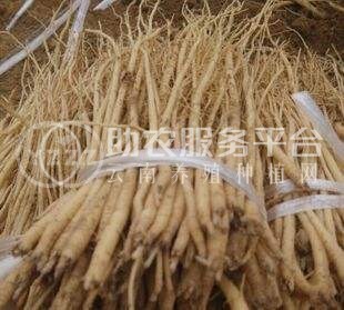 楚雄党参种植基地供应5吨图5