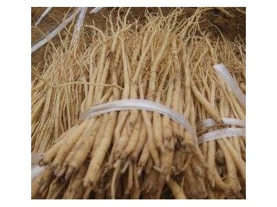 楚雄党参种植基地供应5吨图5