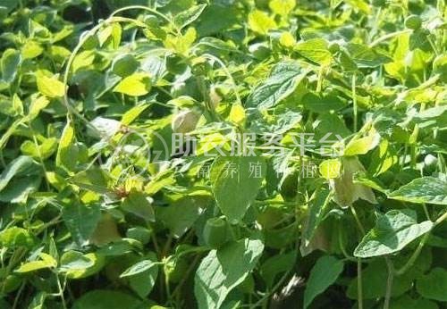 楚雄党参种植基地供应5吨图6