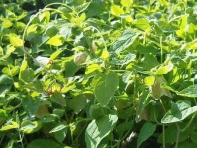 楚雄党参种植基地供应5吨图6