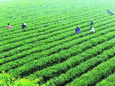 丽江云参茶叶种植 中心 供应2吨