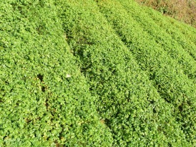 丽江云参茶叶种植 中心 供应2吨图2