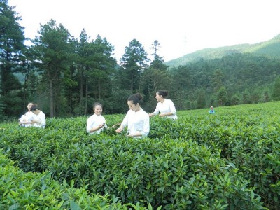 丽江云参茶叶种植 中心 供应2吨图5