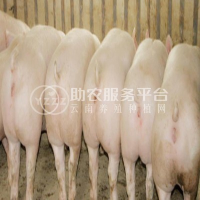 丽江普米白猪养殖基地供应4000头图4