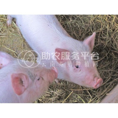 丽江普米白猪养殖基地供应4000头图6