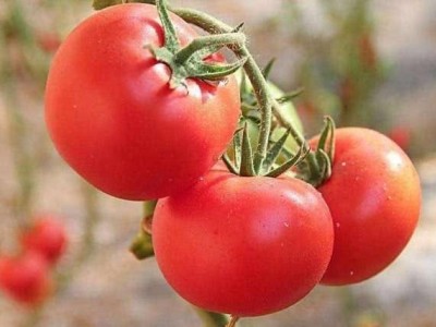 曲靖陆良召夸米 番茄种植基地  供应量11吨图3