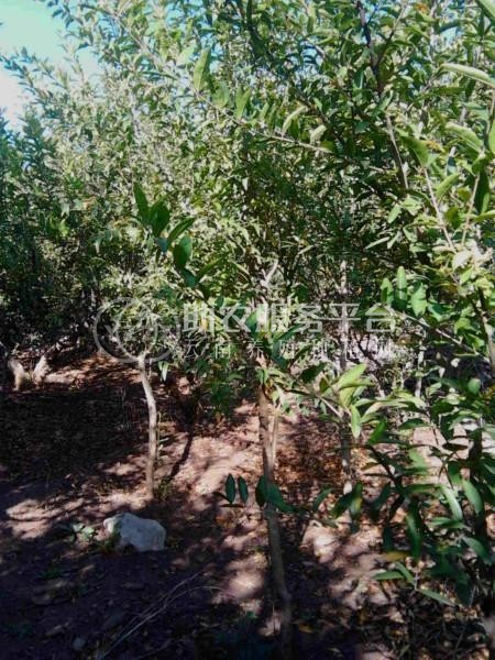 丽江凯润石榴种植基地供应6吨图3