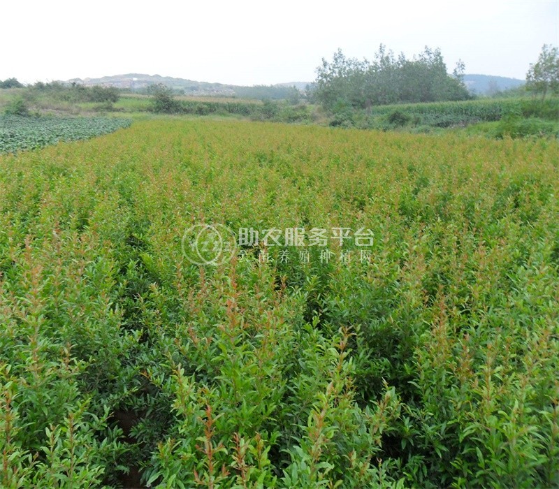 丽江凯润石榴种植基地供应6吨图6