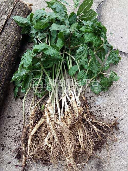 楚雄西洋参种植基地供应5吨图2