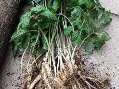 楚雄西洋参种植基地供应5吨图2