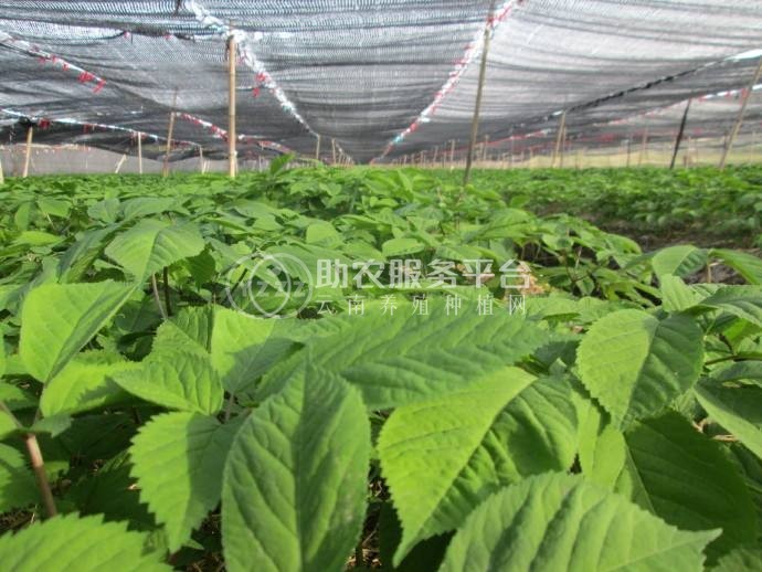 楚雄西洋参种植基地供应5吨图3