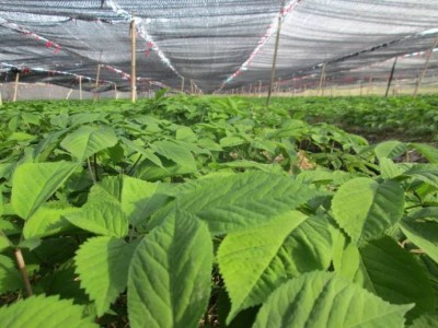 楚雄西洋参种植基地供应5吨图3
