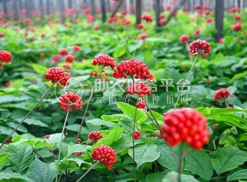 楚雄西洋参种植基地供应5吨图4