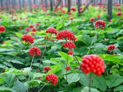 楚雄西洋参种植基地供应5吨图4