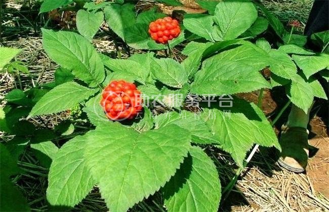 楚雄西洋参种植基地供应5吨图5